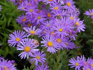 Ialian Aster