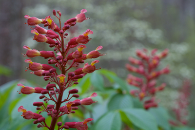 Aesculus pavia