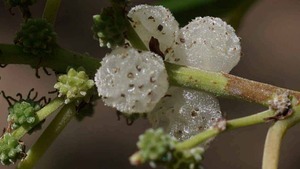 Native mulberry