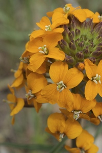 Coastal Wallflower