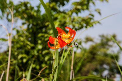 Lilium amabile