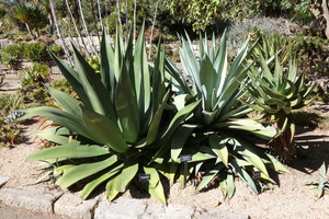 Pulque Agave