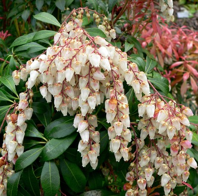 Pieris japonica