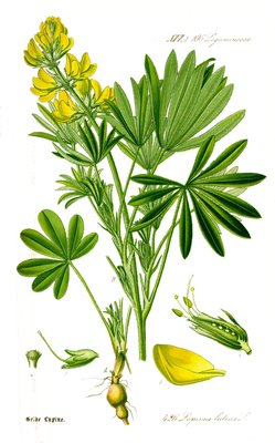 Lupinus luteus