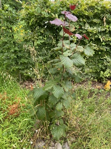 Common Hazelnut