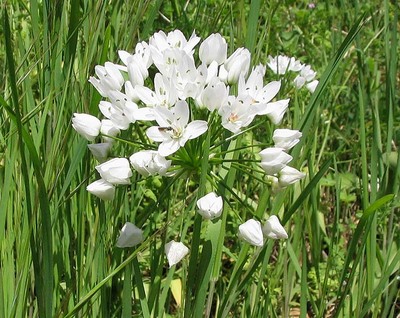 Allium neapolitanum