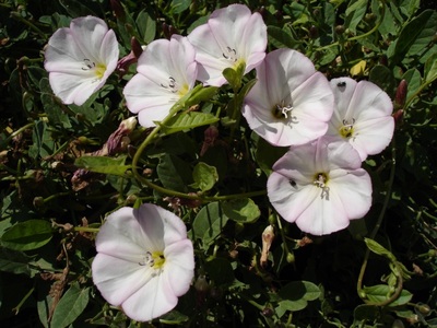 Convolvulus arvensis