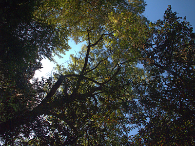 Juglans hindsii