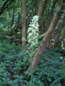 Bath Asparagus