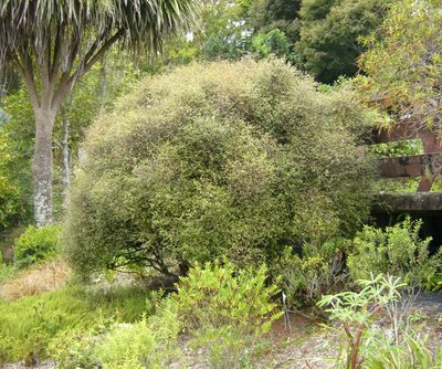 Muehlenbeckia astonii