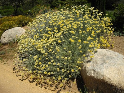 Helichrysum orientale