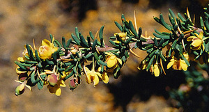 Berberis empetrifolia