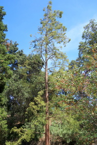 Chinese Swamp Cypress