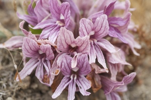 California Broomrape