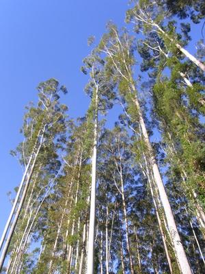 Eucalyptus grandis