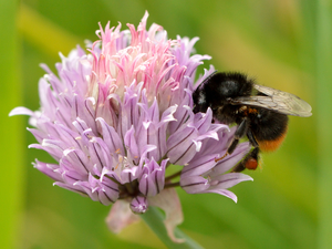 Chives