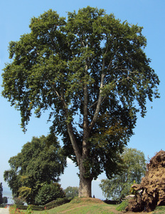 Oriental Plane