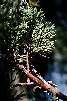 Juniperus deppeana