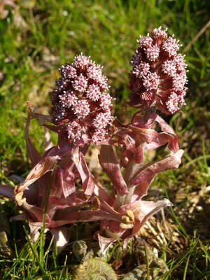 Petasites hybridus