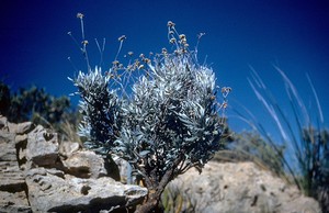 Guayule