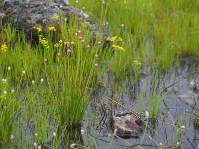 Allium douglasii