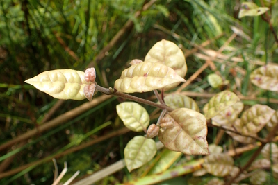 Lophomyrtus bullata