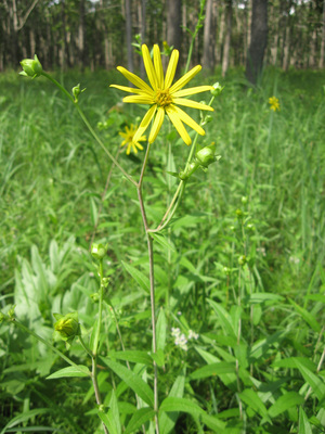 Silphium trifoliatum