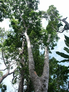 Moluccan Ironwood
