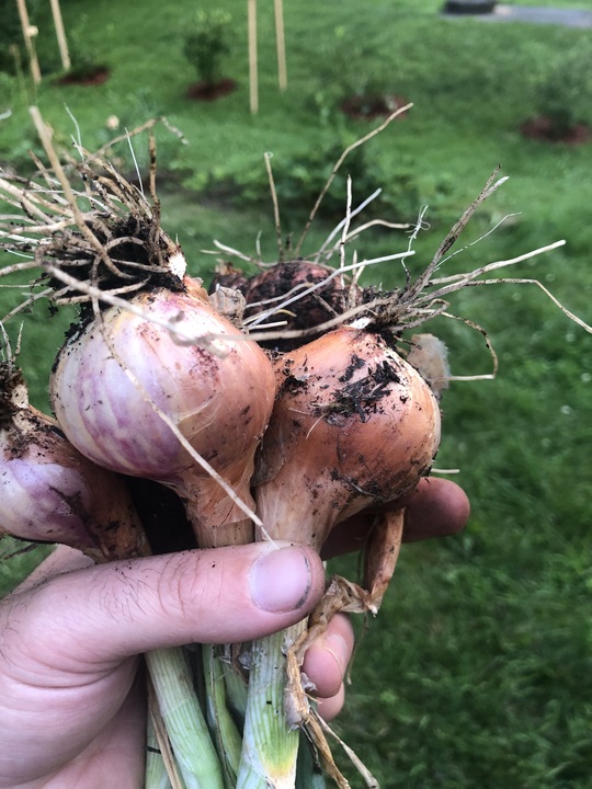 Multiplier onions are a win! Bought these after learning about them from SkillCult. Did not disappoint.
Started from sets 2 months ago. Harvested sustainably for gronions as they grew, and each single set tripled or quadrupled. 

Anyone else growing multipliers / potato onions?