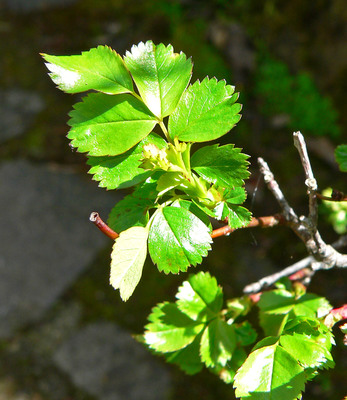 Rosa pisocarpa