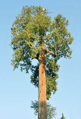 Tall cedar in Vancouver, BC