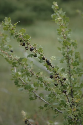 Ribes leptanthum