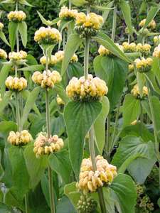 Jerusalem Sage