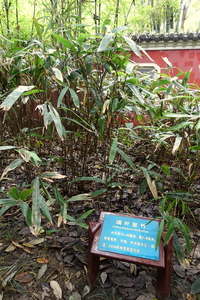 Indocalamus latifolius