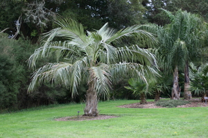 Quito Palm