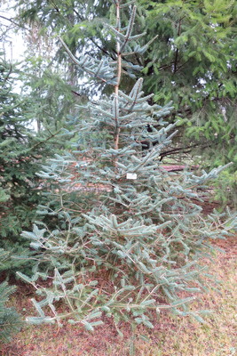 Abies squamata