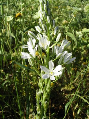 Ornithogalum narbonense