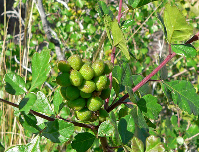 Rhus trilobata