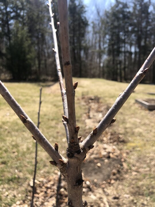 Spring in the yarden
Trees and shrubs are budding! Looks like we will see flowers from the haskaps and leaves from the hazels very soon. Also, the Turkish hazelnut and hickory seedlings survived!