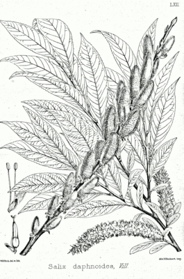 Salix daphnoides