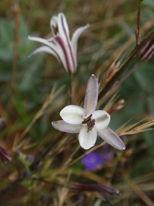 Soap Lily