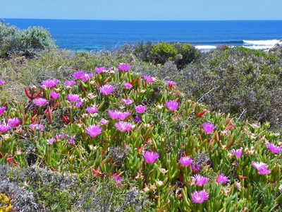 Carpobrotus virescens