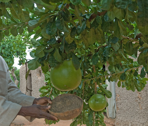 Calabash Tree