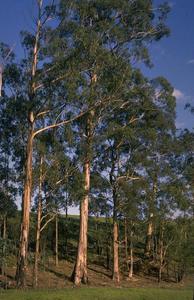 Tasmanian Blue Gum