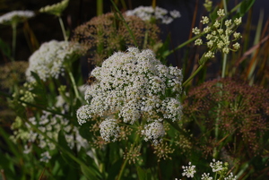 Sium latifolium