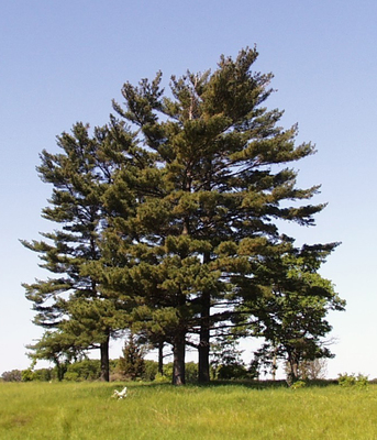 Pinus strobus