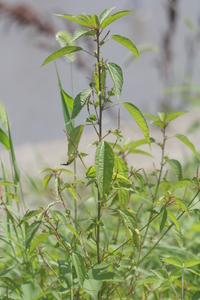 Asian copperleaf