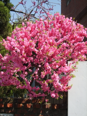 Prunus triloba