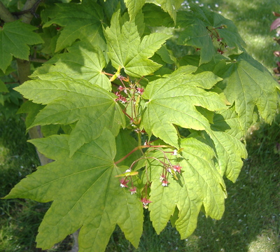 Acer circinatum