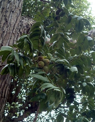 Juglans neotropica